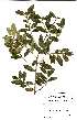  ( - OM1545)  @11 [ ] No Rights Reserved  Unspecified Unspecified