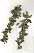  ( - OM1548)  @11 [ ] Unspecified (default): All Rights Reserved  Unspecified Unspecified