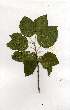  ( - OM1550)  @11 [ ] Unspecified (default): All Rights Reserved  Unspecified Unspecified