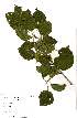  ( - OM1550)  @11 [ ] No Rights Reserved  Unspecified Unspecified