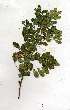  ( - OM1551)  @11 [ ] Unspecified (default): All Rights Reserved  Unspecified Unspecified