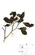  ( - OM1577)  @11 [ ] No Rights Reserved  Unspecified Unspecified