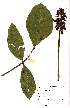  (Erythrina zeyheri - OM1589)  @11 [ ] No Rights Reserved  Unspecified Unspecified