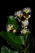  (Syzygium guineense subsp huillense - OM1661)  @11 [ ] Unspecified (default): All Rights Reserved  Unspecified Unspecified