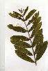  (Terminalia elliptica - OM1667)  @11 [ ] Unspecified (default): All Rights Reserved  Unspecified Unspecified