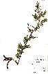  (Vachellia borleae - OM1902)  @14 [ ] No Rights Reserved  Unspecified Unspecified