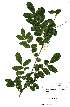  ( - OM1906)  @11 [ ] No Rights Reserved  Unspecified Unspecified