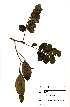  ( - OM1909)  @11 [ ] No Rights Reserved  Unspecified Unspecified