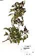 (Heteropyxis natalensis - OM1944)  @11 [ ] Unspecified (default): All Rights Reserved  Unspecified Unspecified