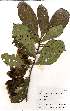  ( - OM1973)  @11 [ ] No Rights Reserved  Unspecified Unspecified