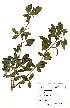  ( - OM1977)  @11 [ ] Unspecified (default): All Rights Reserved  Unspecified Unspecified