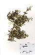  (Pavetta zeyheri - OM1990)  @11 [ ] Unspecified (default): All Rights Reserved  Unspecified Unspecified