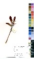  (Ochna macrocalyx - OM1994)  @11 [ ] No Rights Reserved  Unspecified Unspecified