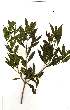  (Pavetta lanceolata - OM2001)  @11 [ ] Unspecified (default): All Rights Reserved  Unspecified Unspecified