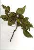  (Vangueria madagascariensis - OM2018)  @11 [ ] Unspecified (default): All Rights Reserved  Unspecified Unspecified