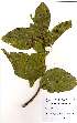  (Rothmannia englerianum - OM2039)  @11 [ ] Unspecified (default): All Rights Reserved  Unspecified Unspecified