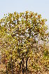  ( - OM2042)  @11 [ ] CreativeCommons - Attribution Non-Commercial Share-Alike (2010) Olivier Maurin University of Johannesburg