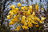  (Cassia abbreviata - OM2047)  @11 [ ] CreativeCommons - Attribution Non-Commercial Share-Alike (2010) Olivier Maurin University of Johannesburg