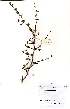  (Terminalia randii - OM2114)  @11 [ ] No Rights Reserved  Unspecified Unspecified