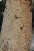  (Guibourtia coleosperma - OM2116)  @11 [ ] CreativeCommons - Attribution Non-Commercial Share-Alike (2010) Olivier Maurin University of Johannesburg
