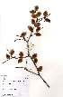  ( - OM2118)  @11 [ ] Unspecified (default): All Rights Reserved  Unspecified Unspecified