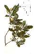  ( - OM2118)  @11 [ ] Unspecified (default): All Rights Reserved  Unspecified Unspecified