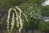  (Burkea - OM2128)  @11 [ ] CreativeCommons - Attribution Non-Commercial Share-Alike (2011) Olivier Maurin University of Johannesburg
