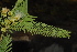  (Albizia amara subsp. seriocephala - OM2136)  @13 [ ] CreativeCommons - Attribution Non-Commercial Share-Alike (2010) Olivier Maurin University of Johannesburg