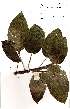  ( - OM2171)  @11 [ ] Unspecified (default): All Rights Reserved  Unspecified Unspecified