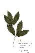  (Rothmannia manganjae - OM2185)  @11 [ ] Unspecified (default): All Rights Reserved  Unspecified Unspecified
