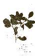  (Pavetta revoluta - OM2195)  @11 [ ] Unspecified (default): All Rights Reserved  Unspecified Unspecified