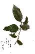  (Cassipourea - OM2200)  @11 [ ] Unspecified (default): All Rights Reserved  Unspecified Unspecified