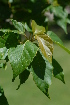  ( - OM2246)  @11 [ ] Unspecified (default): All Rights Reserved  Unspecified Unspecified