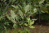  (Maytenus oleoides - OM2262)  @11 [ ] CreativeCommons - Attribution Non-Commercial Share-Alike (2010) Olivier Maurin University of Johannesburg