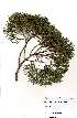  (Widdringtonia nodiflora - OM2271)  @11 [ ] Unspecified (default): All Rights Reserved  Unspecified Unspecified