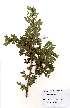  (Schotia - OM2274)  @11 [ ] Unspecified (default): All Rights Reserved  Unspecified Unspecified