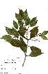  (Syzygium guineense afromontana - OM2297)  @11 [ ] Unspecified (default): All Rights Reserved  Unspecified Unspecified