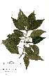  (Justicia camylostemon - OM2299)  @13 [ ] Unspecified (default): All Rights Reserved  Unspecified Unspecified