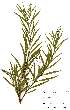  (Freylinia lanceolata - OM2306)  @11 [ ] Unspecified (default): All Rights Reserved  Unspecified Unspecified