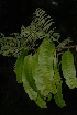  (Entada - OM2316)  @11 [ ] Unspecified (default): All Rights Reserved  Unspecified Unspecified