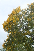  (Pterocarpus rotundifolius - OM2317)  @11 [ ] Unspecified (default): All Rights Reserved  Unspecified Unspecified