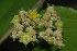  (Ziziphus abyssinica - OM2318)  @11 [ ] Unspecified (default): All Rights Reserved  Unspecified Unspecified