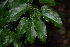  (Tiliacora funifera - OM2328)  @11 [ ] Unspecified (default): All Rights Reserved  Unspecified Unspecified