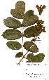  (Markhamia obtusifolia - OM2375)  @11 [ ] Unspecified (default): All Rights Reserved  Unspecified Unspecified