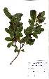  (Brackenridgea zanguebarica - OM2377)  @11 [ ] Unspecified (default): All Rights Reserved  Unspecified Unspecified
