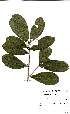  (Ochna angustata - OM2378)  @11 [ ] Unspecified (default): All Rights Reserved  Unspecified Unspecified