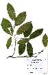  (Hunteria zeylanica - OM2380)  @11 [ ] Unspecified (default): All Rights Reserved  Unspecified Unspecified