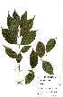  ( - OM2381)  @11 [ ] Unspecified (default): All Rights Reserved  Unspecified Unspecified