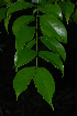  ( - OM2381)  @11 [ ] Unspecified (default): All Rights Reserved  Unspecified Unspecified