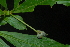  (Chazaliella abrupta var. abrupta - OM2384)  @11 [ ] Unspecified (default): All Rights Reserved  Unspecified Unspecified